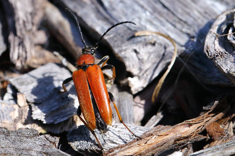 Insecten, kevers in de tuin