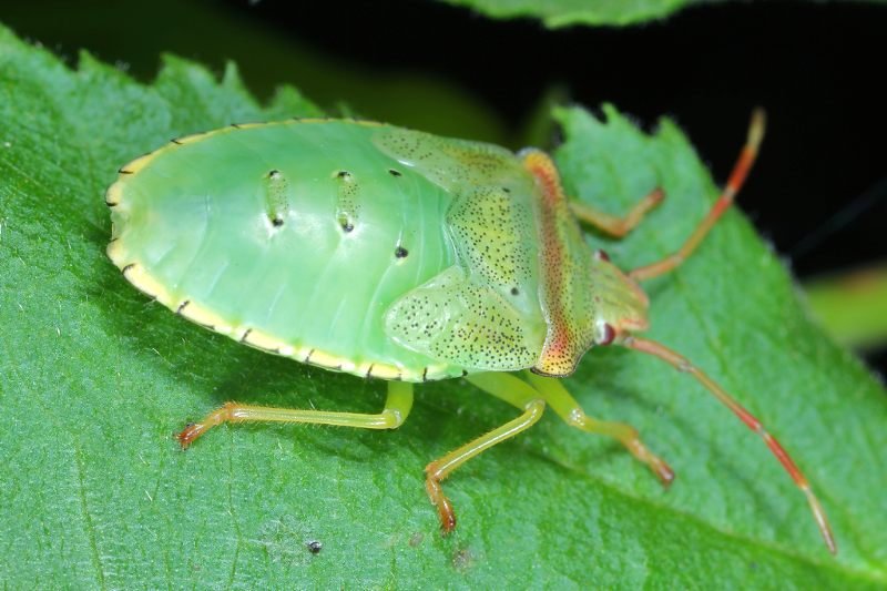 Acanthosoma haemorrhoidale, Meidoornkielwants, juveniel