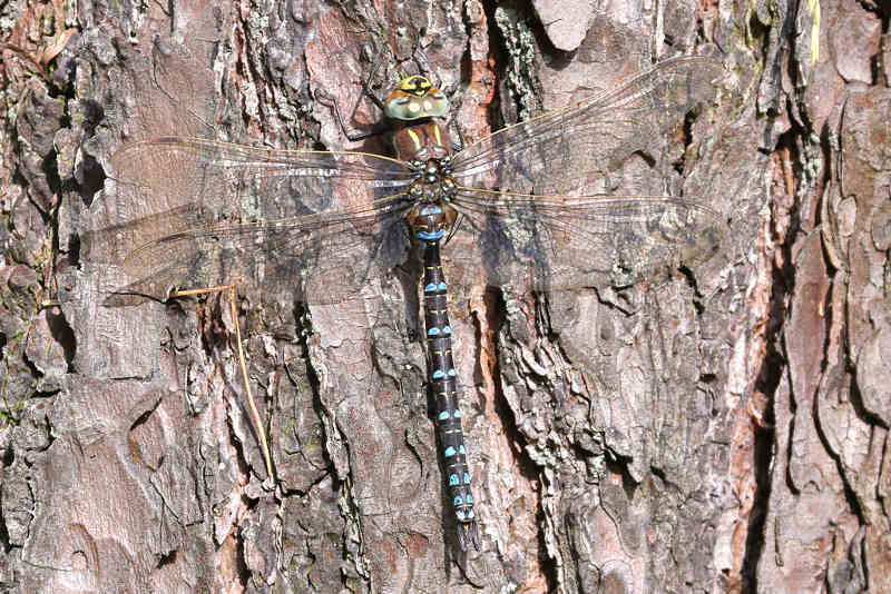 Venglazenmaker, Aeshna juncea ♂