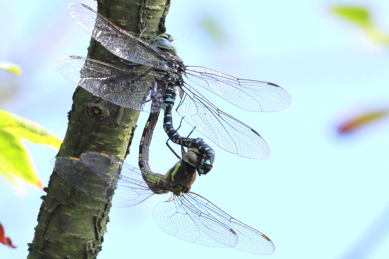 Noordse glazenmaker, Aeshna subarctica ♂