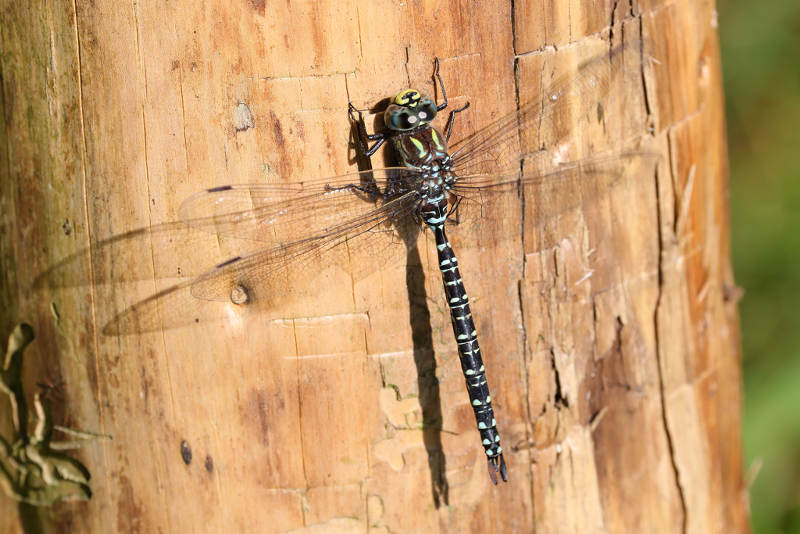 Noordse glazenmaker, Aeshna subarctica ♂