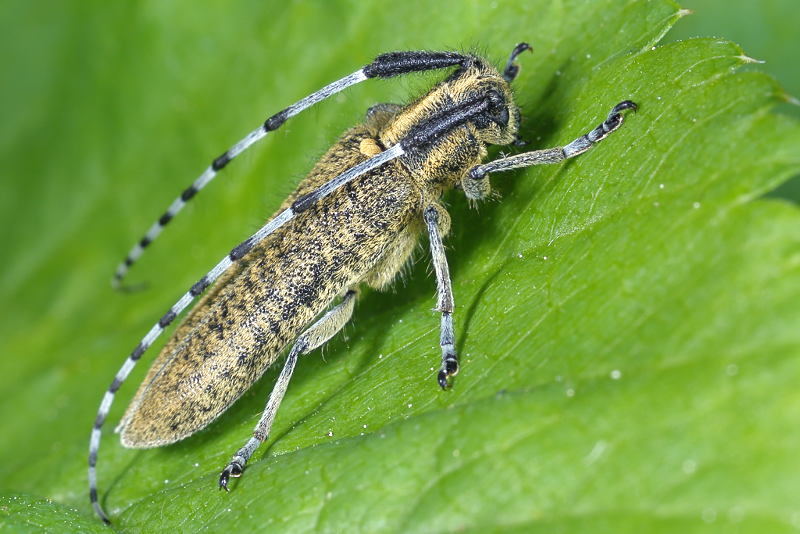Distelboktor, Agapanthia villosoviridescens