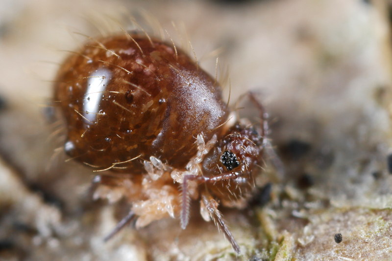 Allacma fusca with mites as hitchhikers