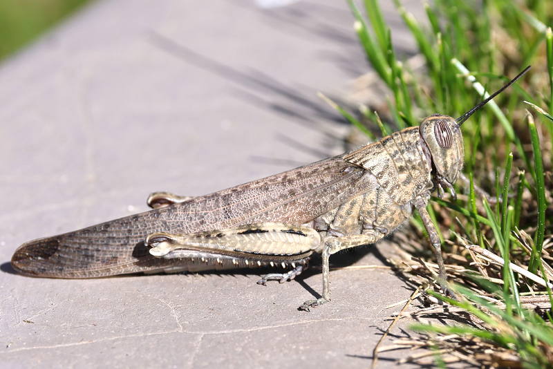 Egyptische treksprinkhaan, Anacridium aegyptium