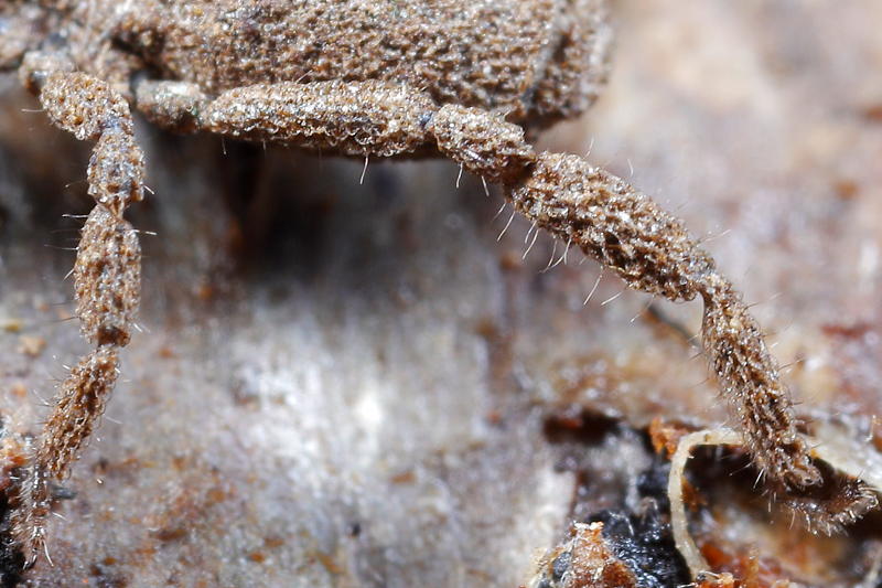 Anelasmocephalus cambridgei, poils longs sur les jambes