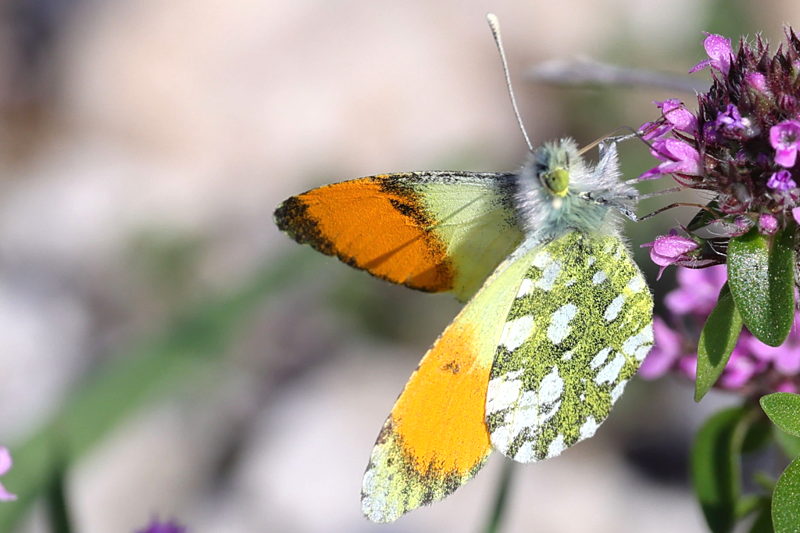 Zwavelig oranjetipje, Anthocharis gruneri ♂ (GR)