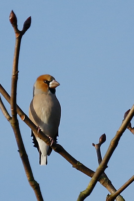 Appelvink, Coccothraustes coccothraustes