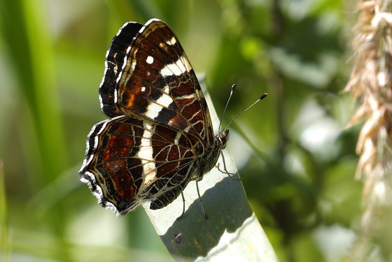 Landkaartje, Araschnia levana (NL)