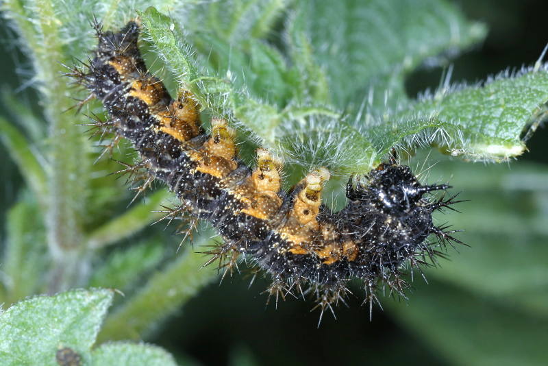 Landkaartje, Araschnia levana rups (NL)