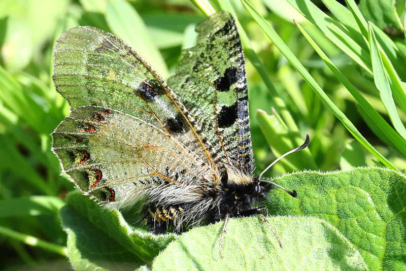 Pijpbloemapollo, Archon apollinus (GR)