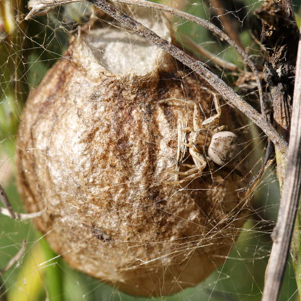 Argiope bruennichi cocoon with krab spider