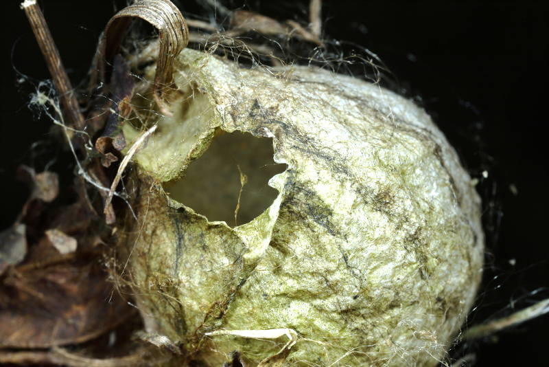 Argiope bruennichi cocon vide