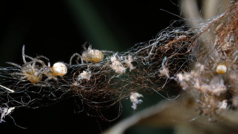 Argiope bruennichi young spiders