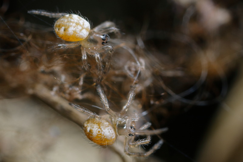 Argiope bruennichi jeunes araignées