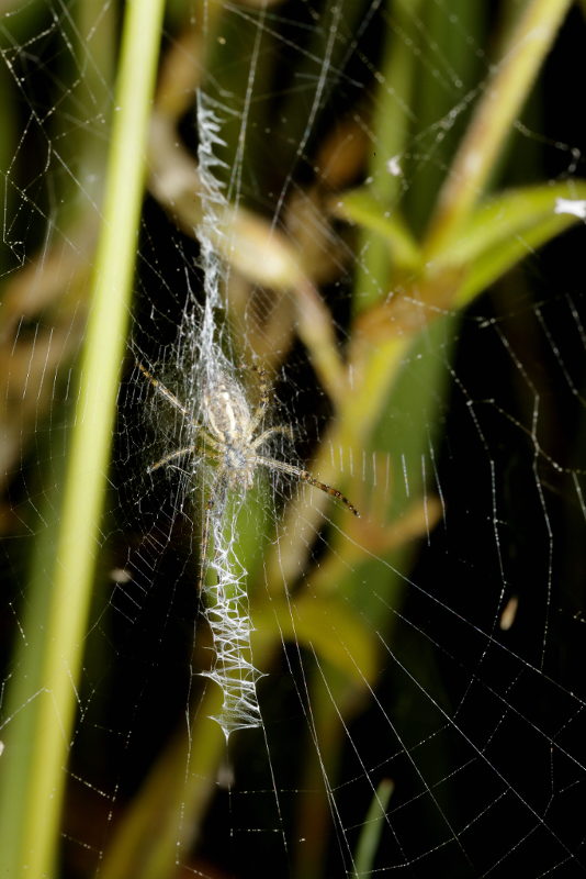 Argiope bruennichi young spider in web