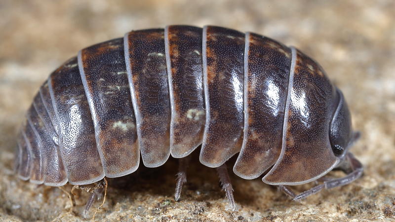 Common Pill Woodlouse, Armadillidium vulgare