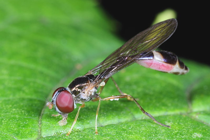 Baccha elongata, Vliegende speld