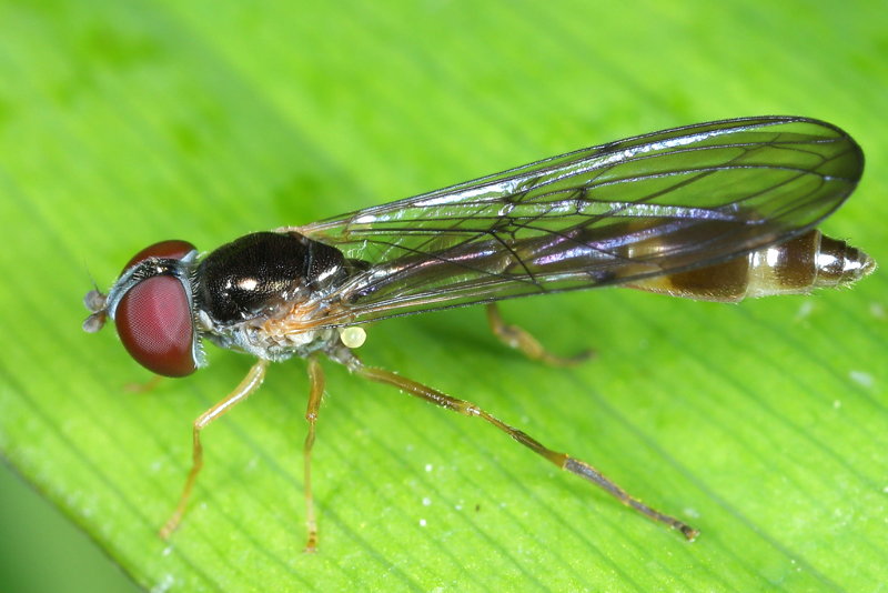 Baccha elongata, Vliegende speld