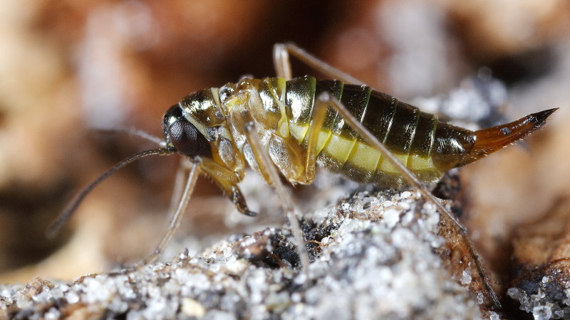 Boreus hyemalis, Snow flea or Snow scorpionfly ♀