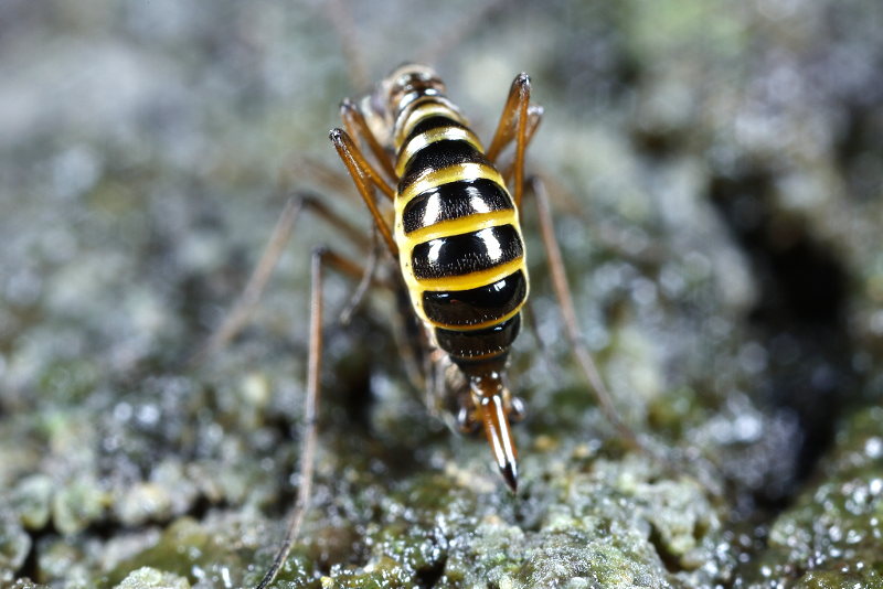Boreus hyemalis, Snow fleas or Snow scorpionflys, mating
