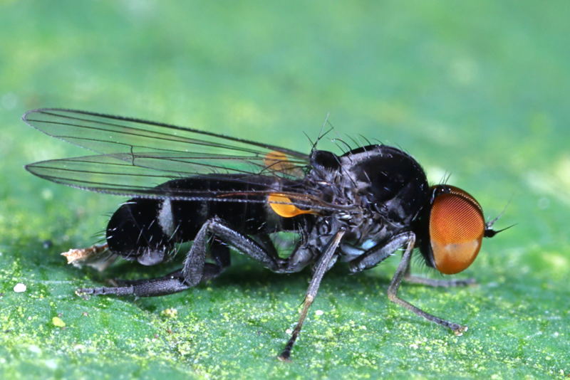 Oranje zilvervlekbreedvoet, Callomyia amoena ♂