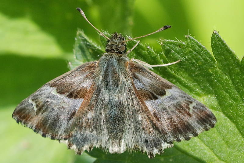 Pluimdikkopje, Carcharodus floccifera ♂ (FR)