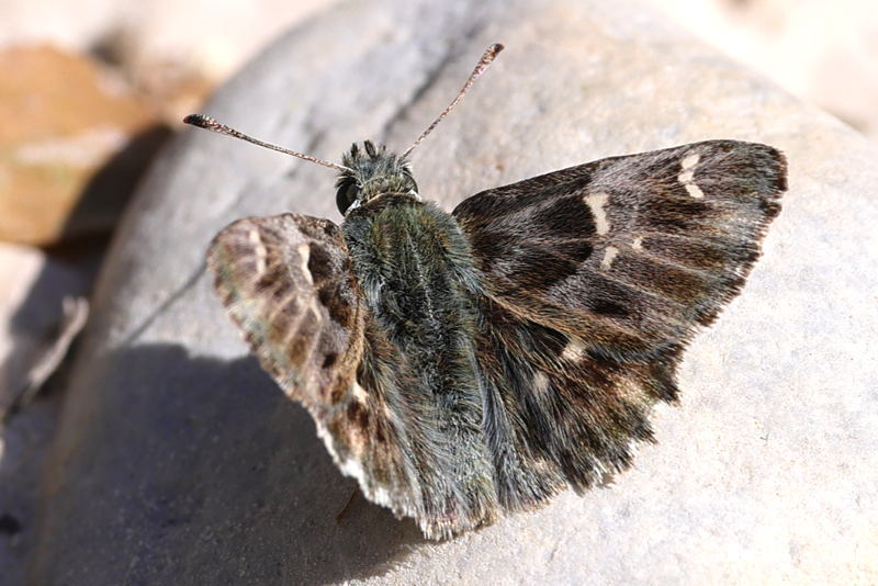 Oostelijk andoorndikkopje, Carcharodus orientalis (GR)