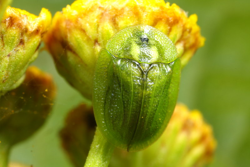 Cassida stigmatica, imago