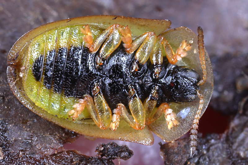 Cassida vittata