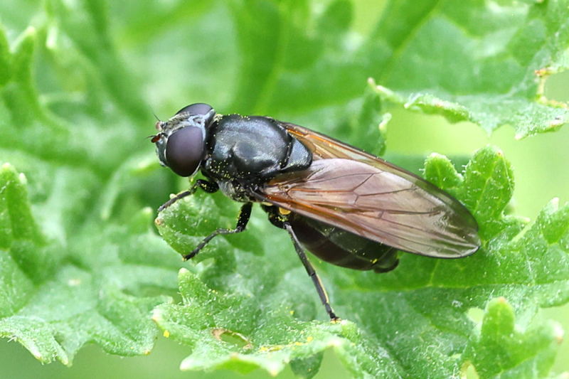 Cheilosia albitarsis, Gewoon weidegitje