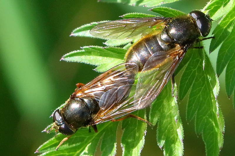 Cheilosia fraterna, Moerasgitje