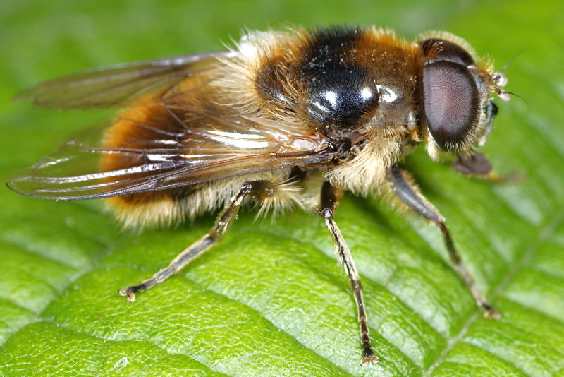 Cheilosia illustrata, Wollig gitje