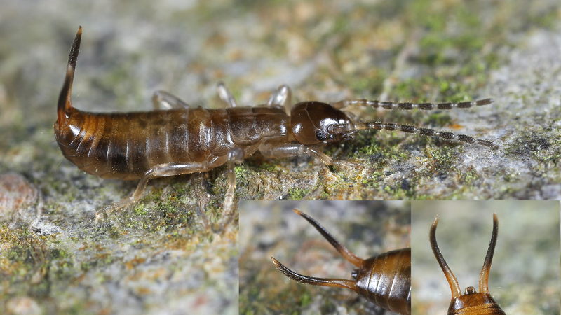 Bosoorworm, Chelidurella guentheri nimf