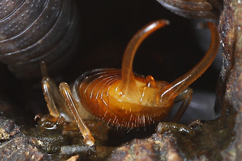 Bosoorworm, Chelidurella guentheri ♂
