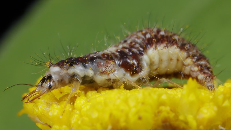larve, Gewone Gaasvlieg Chrysopa perla