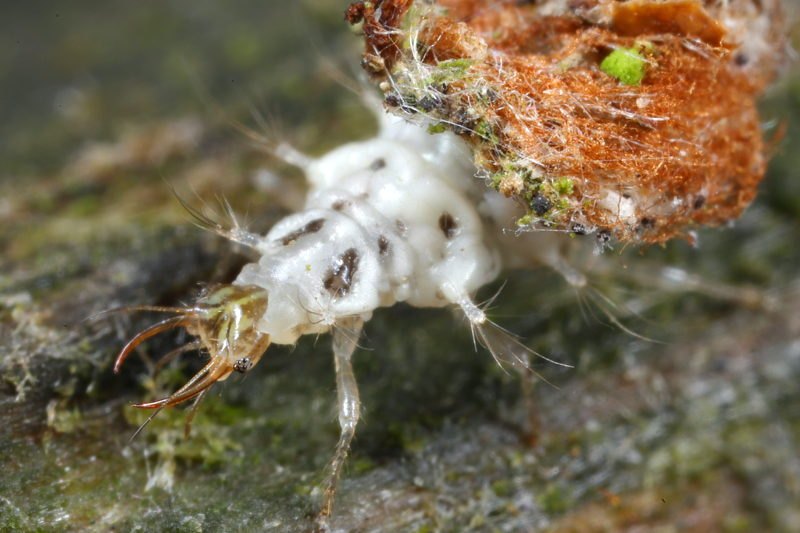 larve met camouflage, Franjegaasvlieg, Chrysopidia ciliata