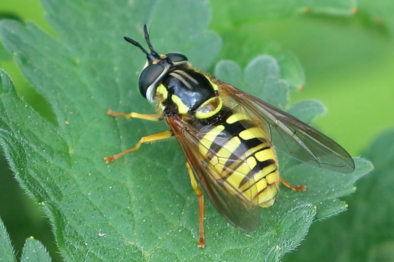 Chrysotoxum cautum, Grote fopwesp