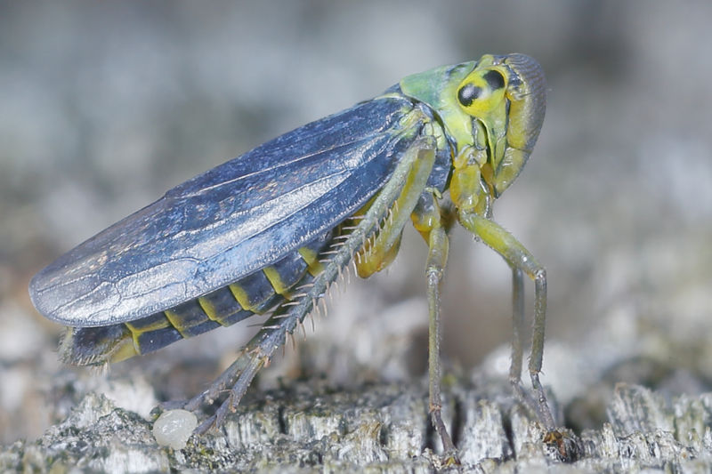 Groene rietcicade, Cicadella viridis ♂