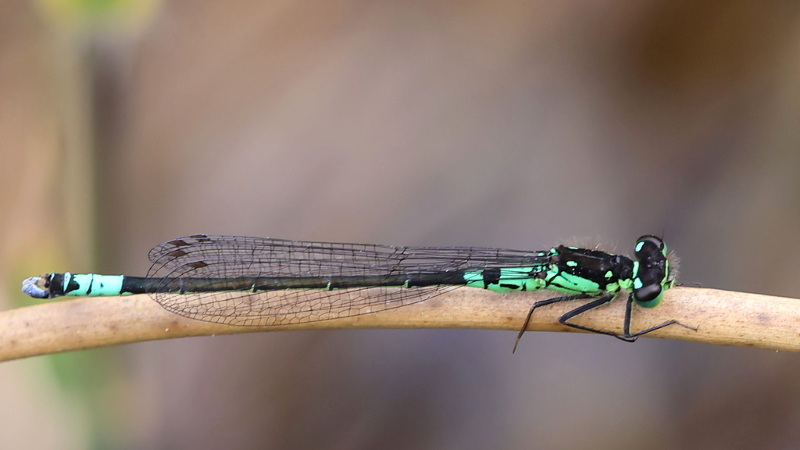 Donkere waterjuffer, Coenagrion armatum ♂