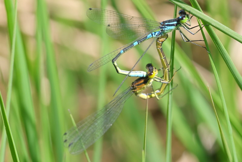 Maanwaterjuffer, Coenagrion lunulatum