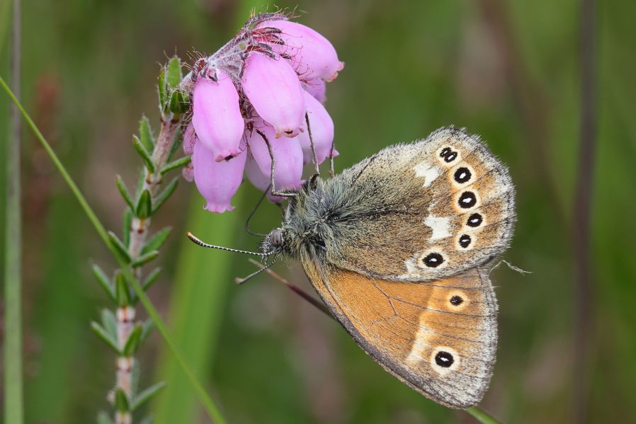 Veenhooibeestje, Coenonympha tullia (NL)