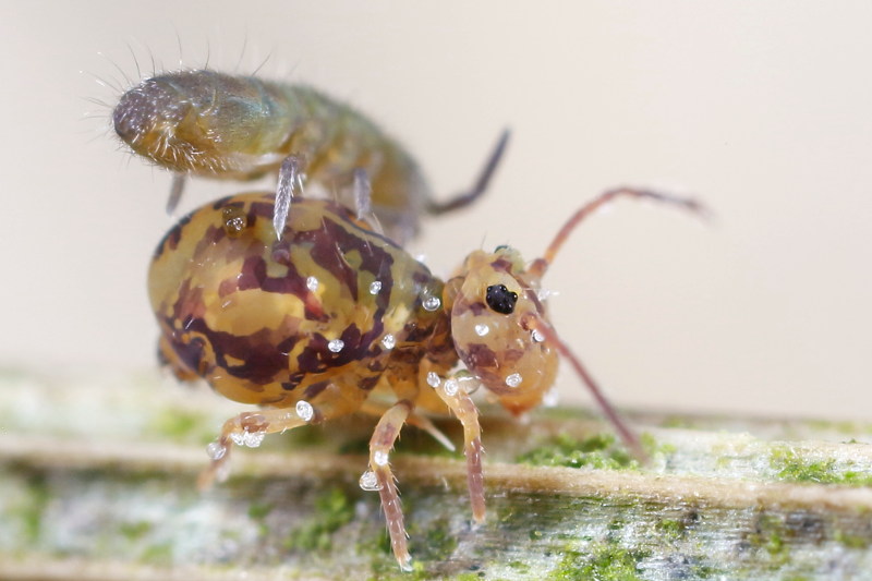 Dicyrtomina ornata with nematods as hitchhikers