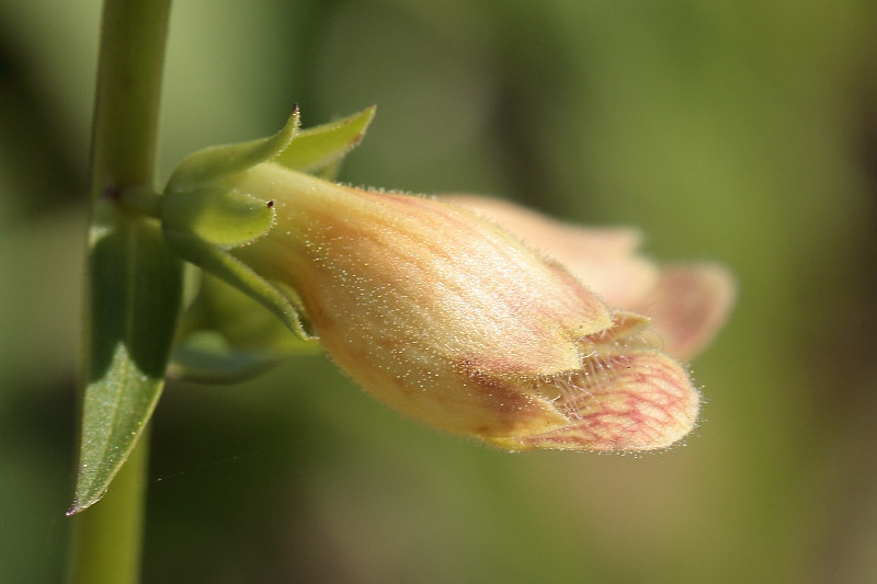 Digitalis nervosa