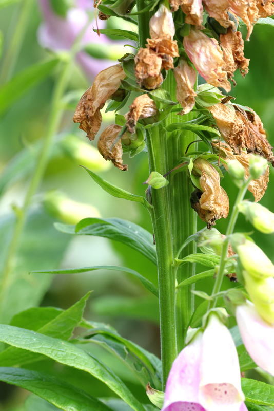 bandvorming bij Digitalis purpurea