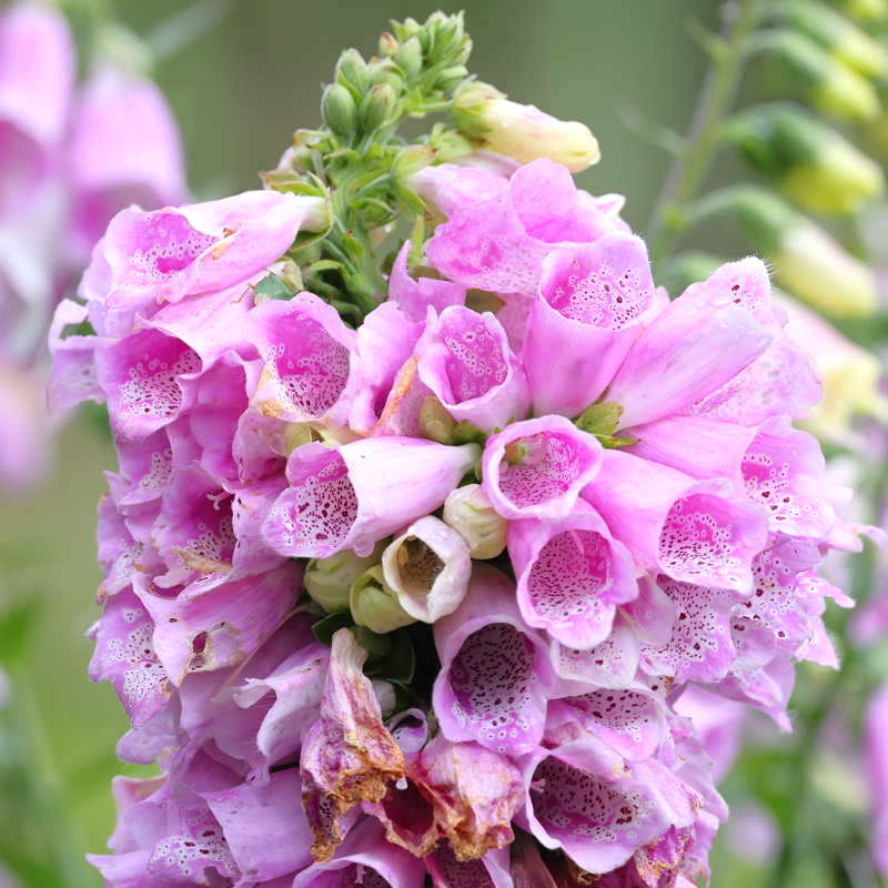 bandvorming bij Digitalis purpurea