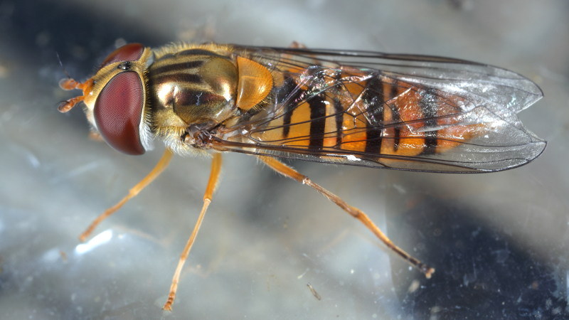 Episyrphus balteatus, Snorzweefvlieg ♀