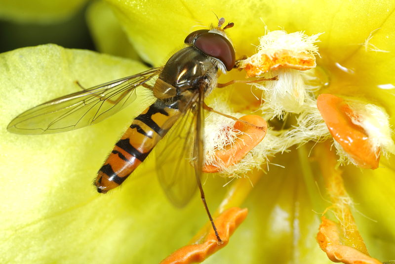 Episyrphus balteatus, Snorzweefvlieg ♂