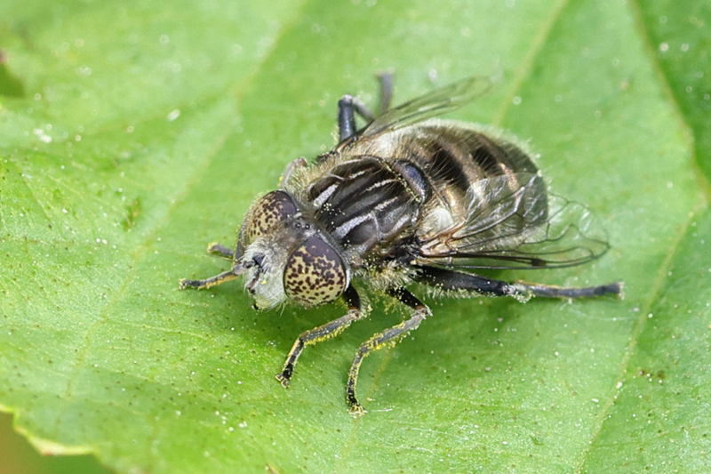 Eristalinus sepulchralis, Weidevlekoog