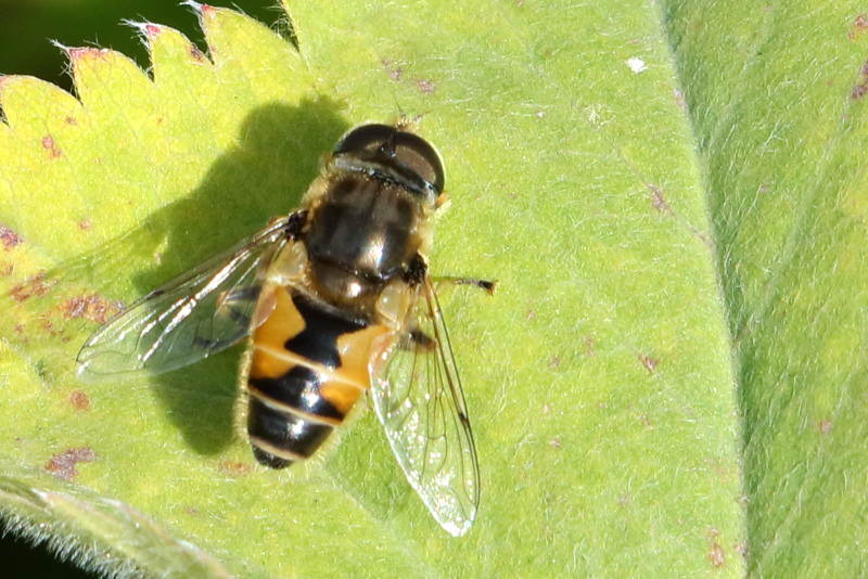 Eristalis arbustorum, Kleine bijvlieg