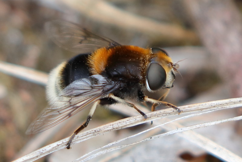 Eristalis intricaria, Hommelbijvlieg